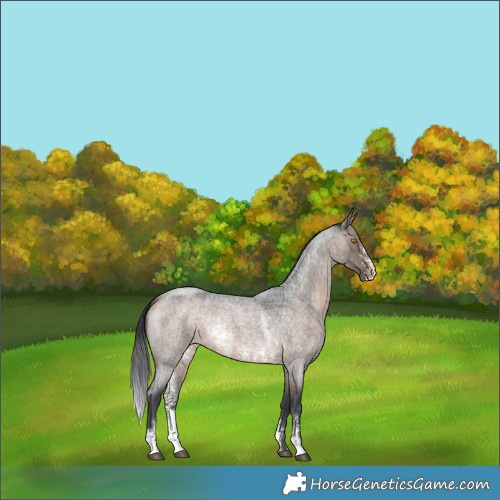 Horse Color:Brown Roan Dun Sabino Rabicano