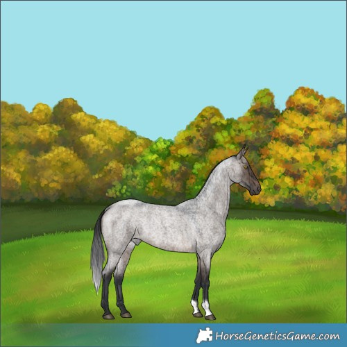 Horse Color:Brown Roan Dun Rabicano Brindle 