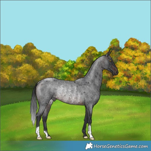 Horse Color:Brown Roan Rabicano 