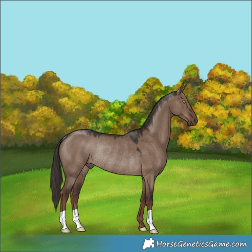 Horse Color:Liver Red Dun Rabicano 