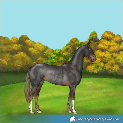 Horse Color:Liver Chestnut Rabicano