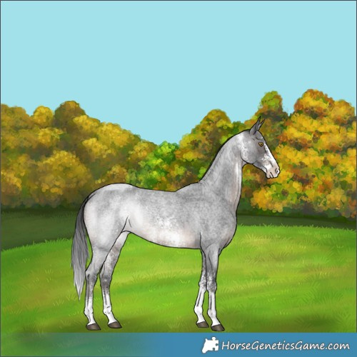 Horse Color:Brown Roan Sabino Rabicano 