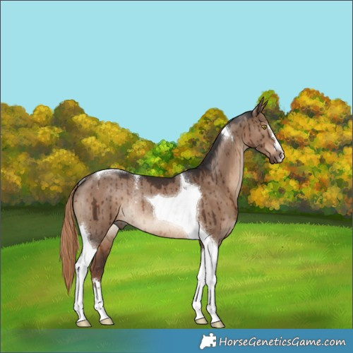 Horse Color:Liver Red Dun Tobiano Rabicano Brindle 