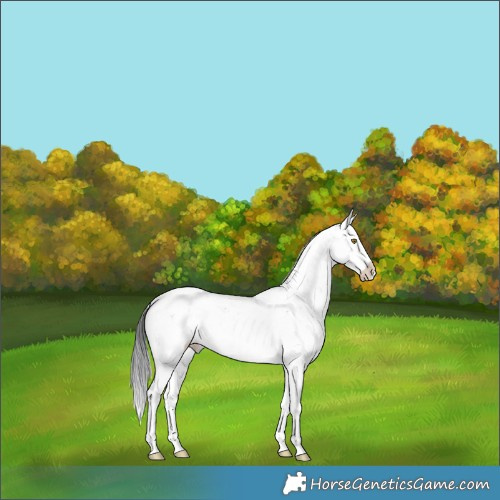 Horse Color:Brown Sabino Rabicano 