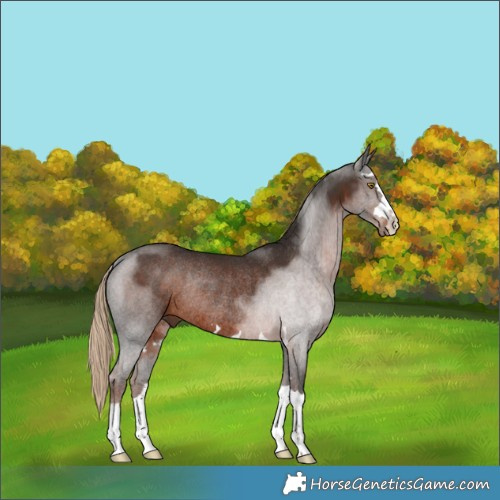 Horse Color:Liver Chestnut Rabicano 