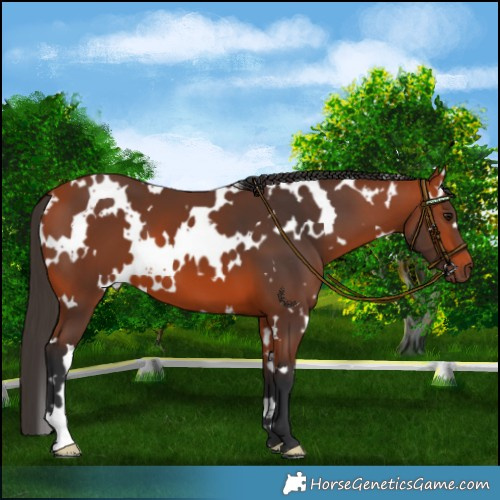 Horse Color:White Spotted Bay 