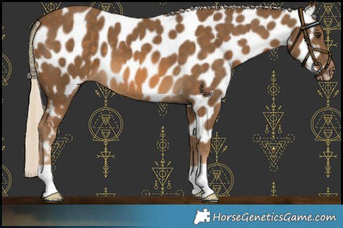 Horse Color:Chocolate Palomino Near Leopard 
