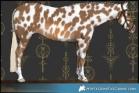 Horse Color:Chocolate Palomino Near Leopard 