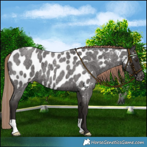 Horse Color:Liver Red Roan Appaloosa 