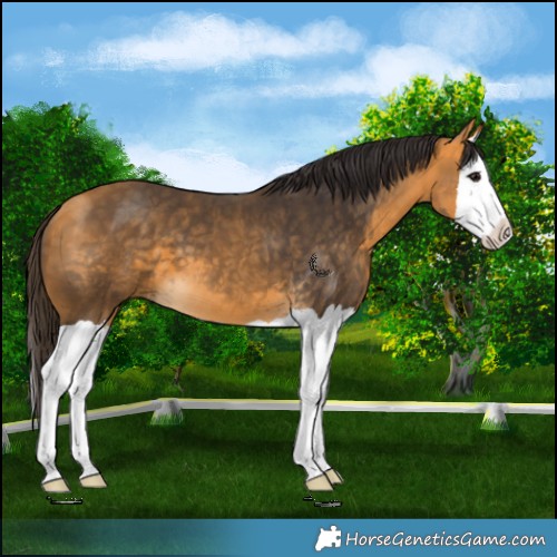 Horse Color:Buckskin Splash 