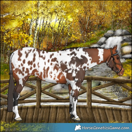 Horse Color:White Spotted Bay Near Leopard 