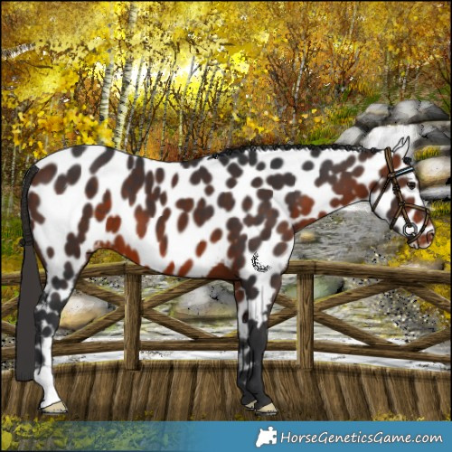 Horse Color:Bay Appaloosa 