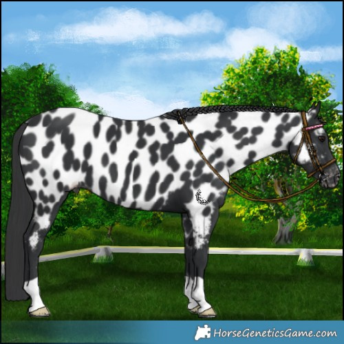 Horse Color:Black Near Leopard 