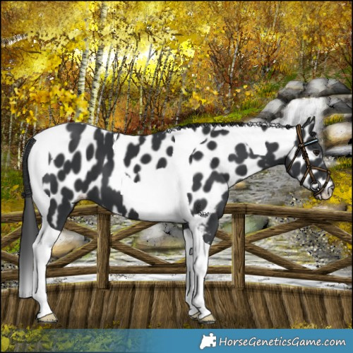 Horse Color:Black Tobiano Appaloosa 