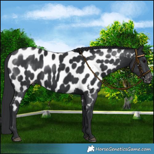 Horse Color:Black Near Leopard 