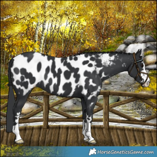 Horse Color:Black Mushroom Near Leopard 
