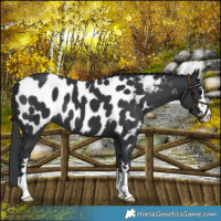 Horse Color:Black Mushroom Appaloosa 