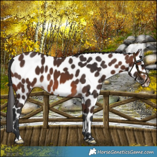 Horse Color:Brown Appaloosa 