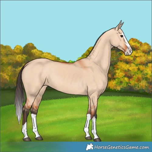 Horse Color:Bay Dun Splash 