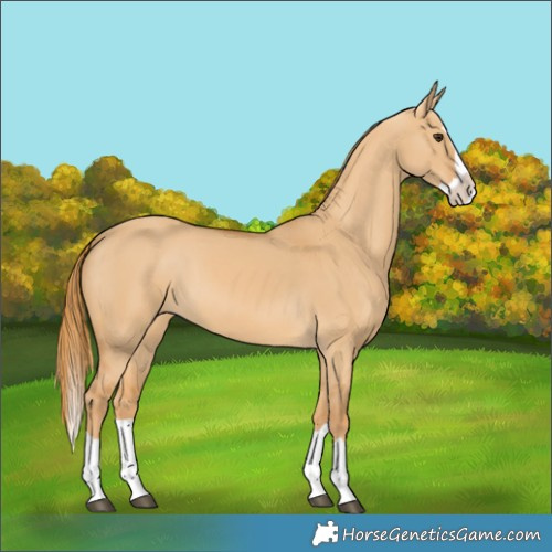 Horse Color:Red Dun Splash 