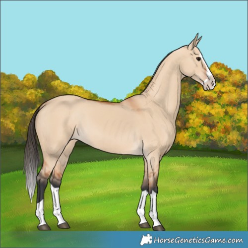 Horse Color:Bay Dun Splash