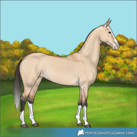 Horse Color:Bay Dun Splash 
