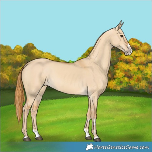 Horse Color:Red Dun Splash