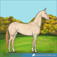 Horse Color:Red Dun Splash 