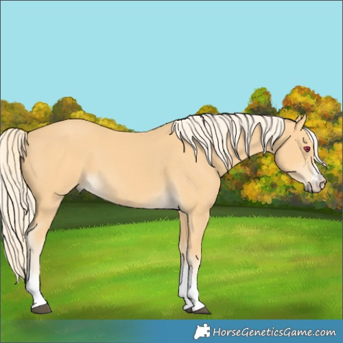 Horse Color:Palomino 
