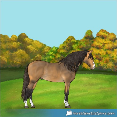 Horse Color:Buckskin Rabicano 
