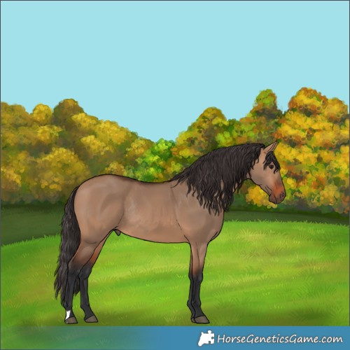 Horse Color:Bay Dun Rabicano 