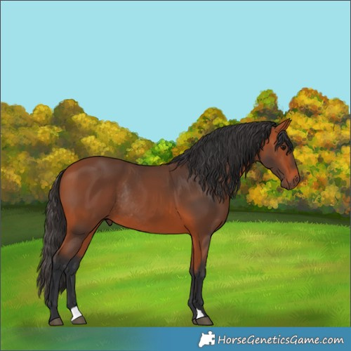Horse Color:Bay Rabicano 