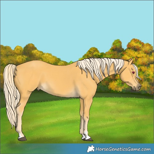 Horse Color:Palomino 