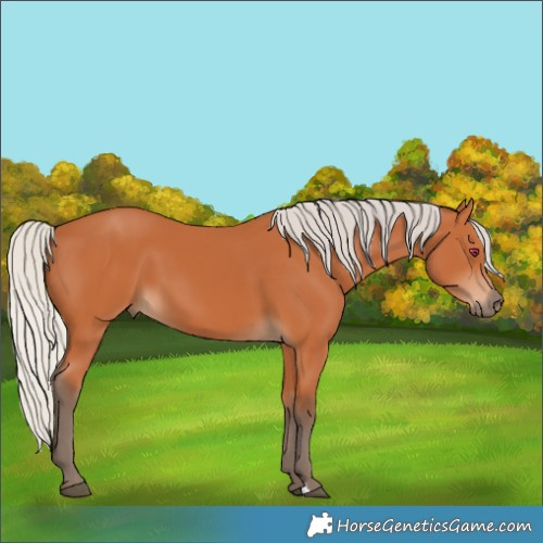 Horse Color:Silver Bay 