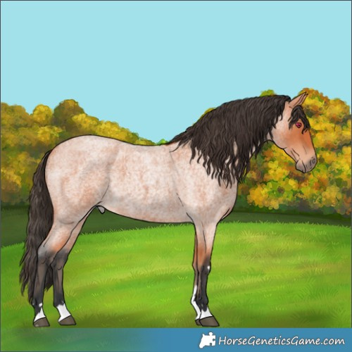 Horse Color:Bay Roan 