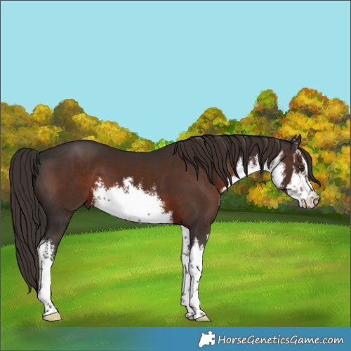 Horse Color:White Spotted Liver Chestnut 