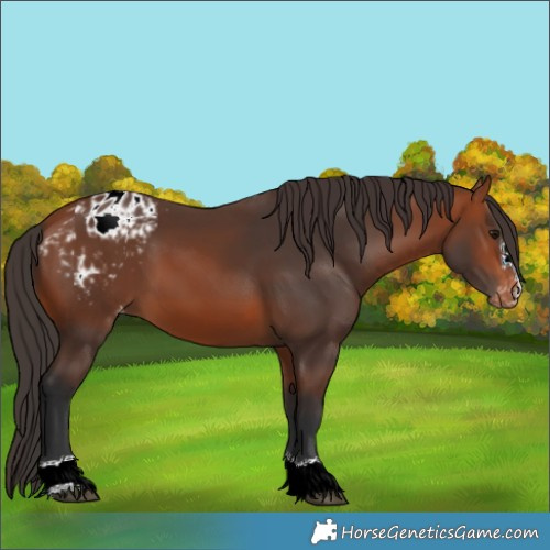 Horse Color:Bay Appaloosa