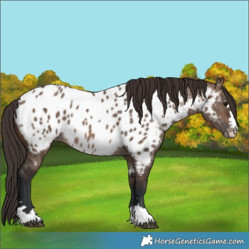 Horse Color:Brown Dun Appaloosa 