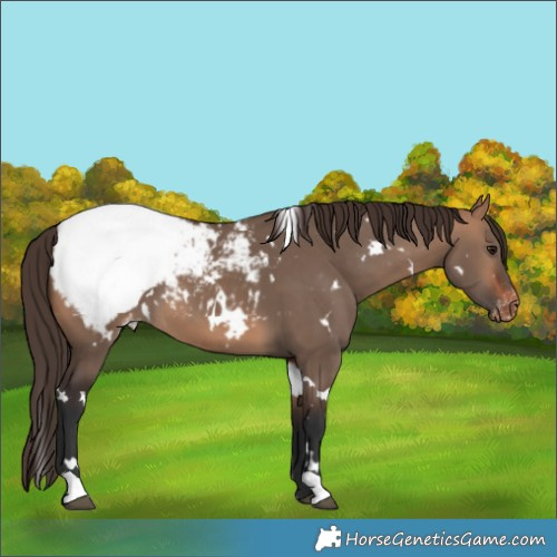 Horse Color:White Spotted Bay Dun Appaloosa