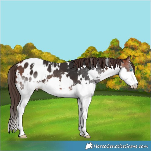 Horse Color:White Spotted Bay Splash Appaloosa 