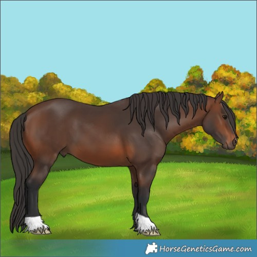 Horse Color:Brown 