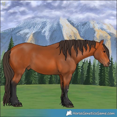 Horse Color:Bay 