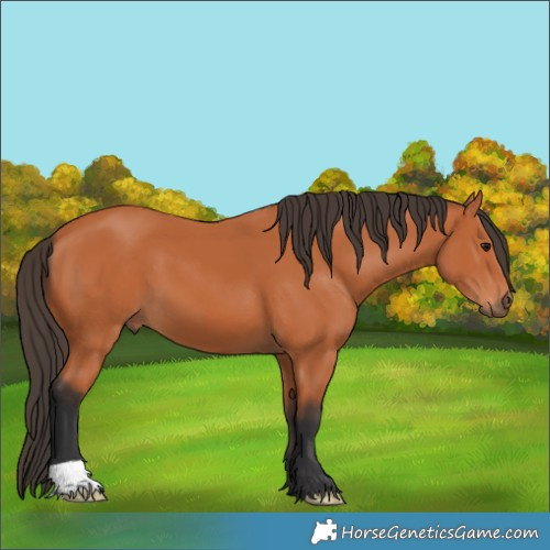 Horse Color:Bay 