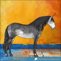 Horse Color:Buckskin Chinchilla