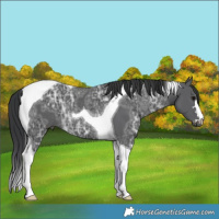 Horse Color:Black Ice Tobiano Rabicano 