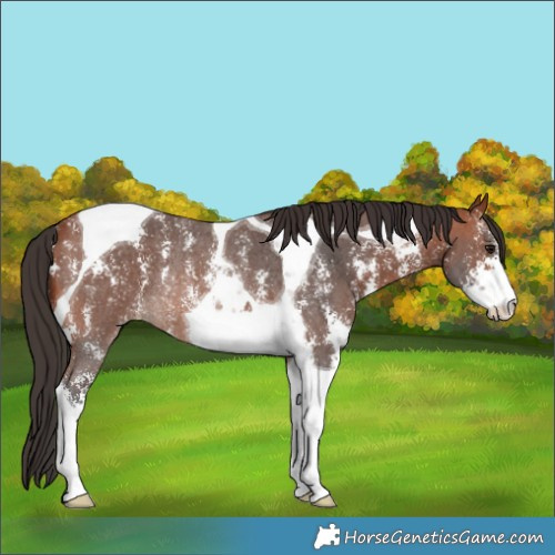 Horse Color:Bay Sabino Tobiano Rabicano 