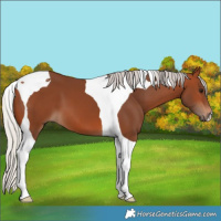 Horse Color:Silver Brown Tobiano