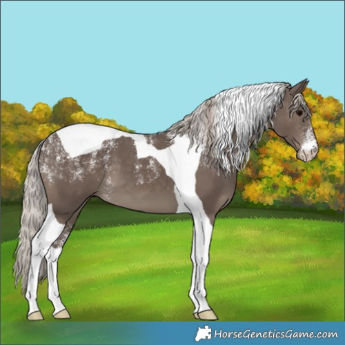 Horse Color:Powder White Silver Black Tobiano 