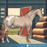 Horse Color:Red Dun Blanket 