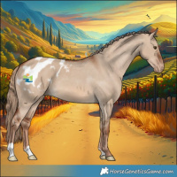 Horse Color:Red Dun Appaloosa